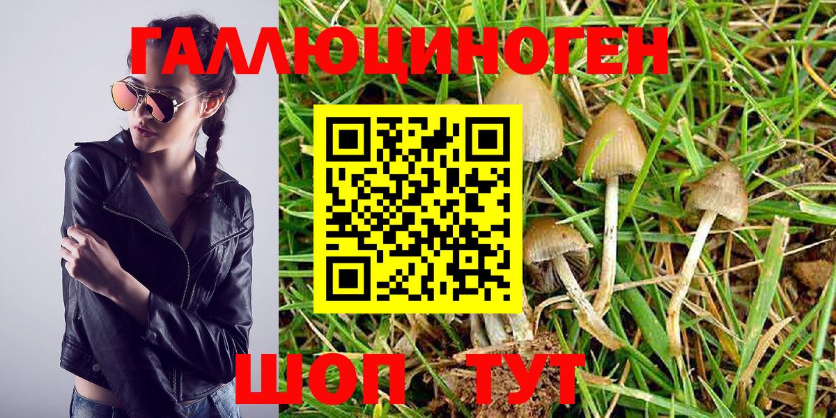 Псилоцибиновые грибы Psilocybine cubensis  Богданович 